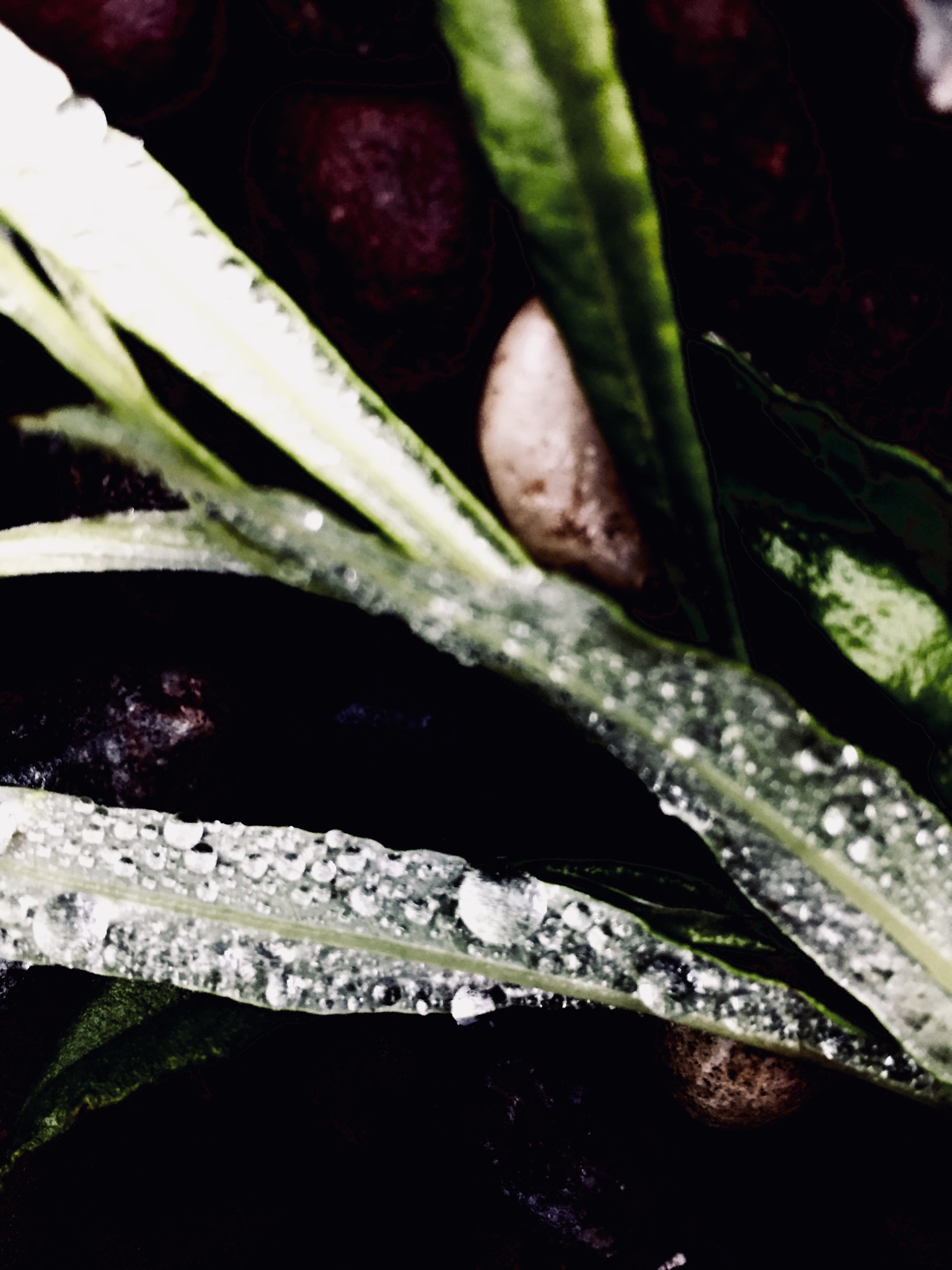 ADE34F8D-5C35-4D92-BE03-609C36CE4B1A.jpeg