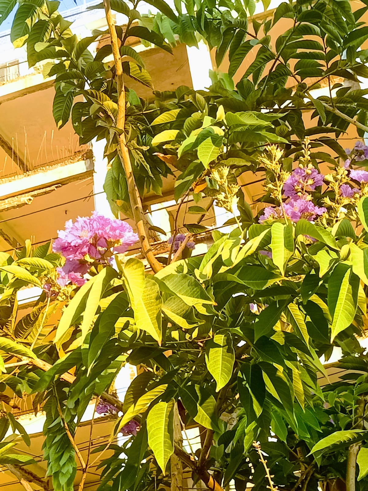fol2.jpeg