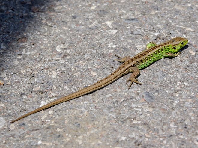 20110612_Lacerta_agilis_0759.jpg