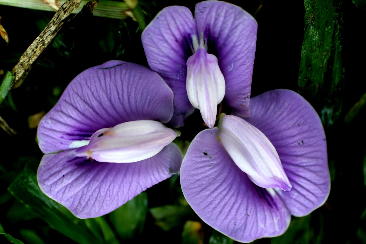 Клитория это. Тайская Орхидея клитория. Клитория тройчатая. Клитория атлантическая. Клитория камбоджийская.