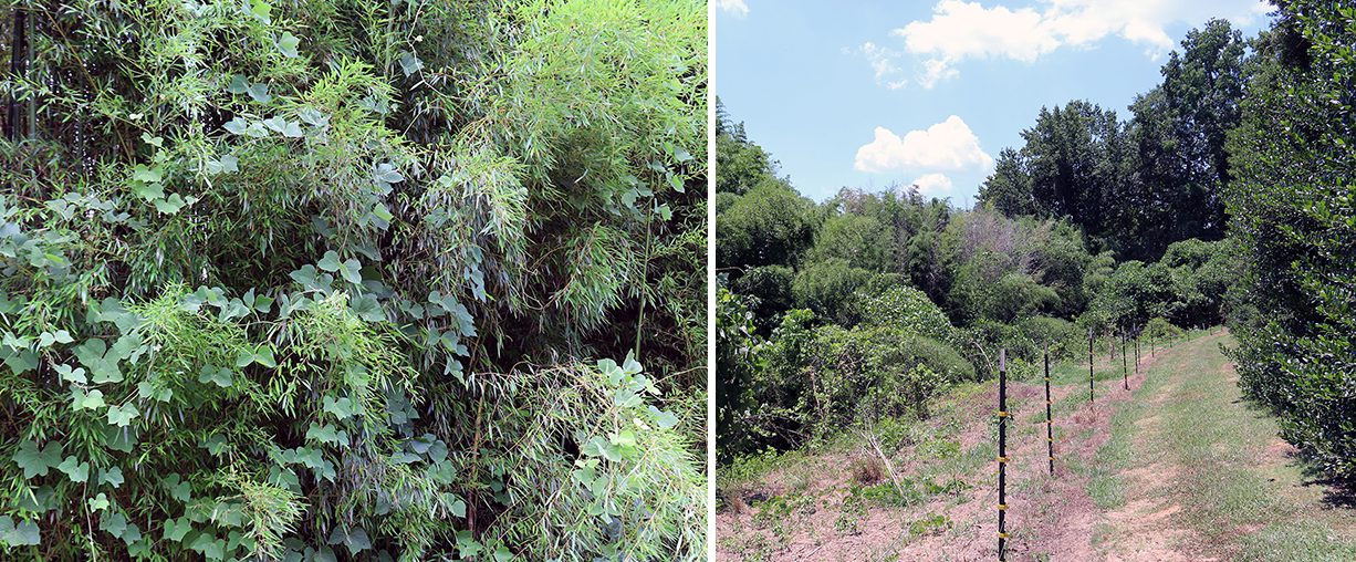 before_after.jpg