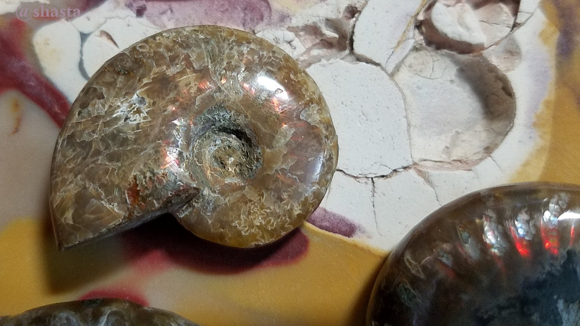 shasta2019jan4th47ammonitefossils14io.jpg