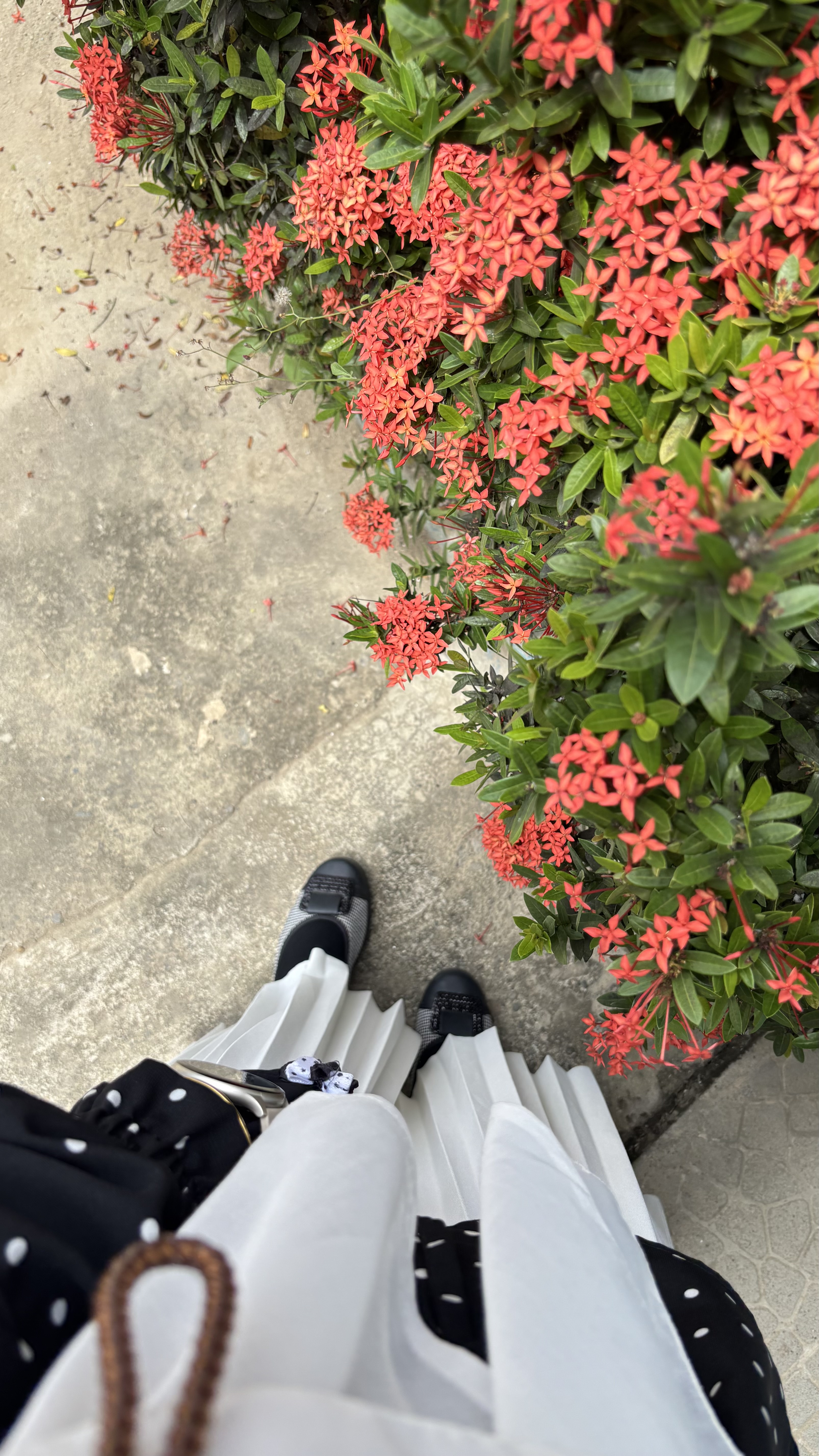 IMG_3697.jpeg