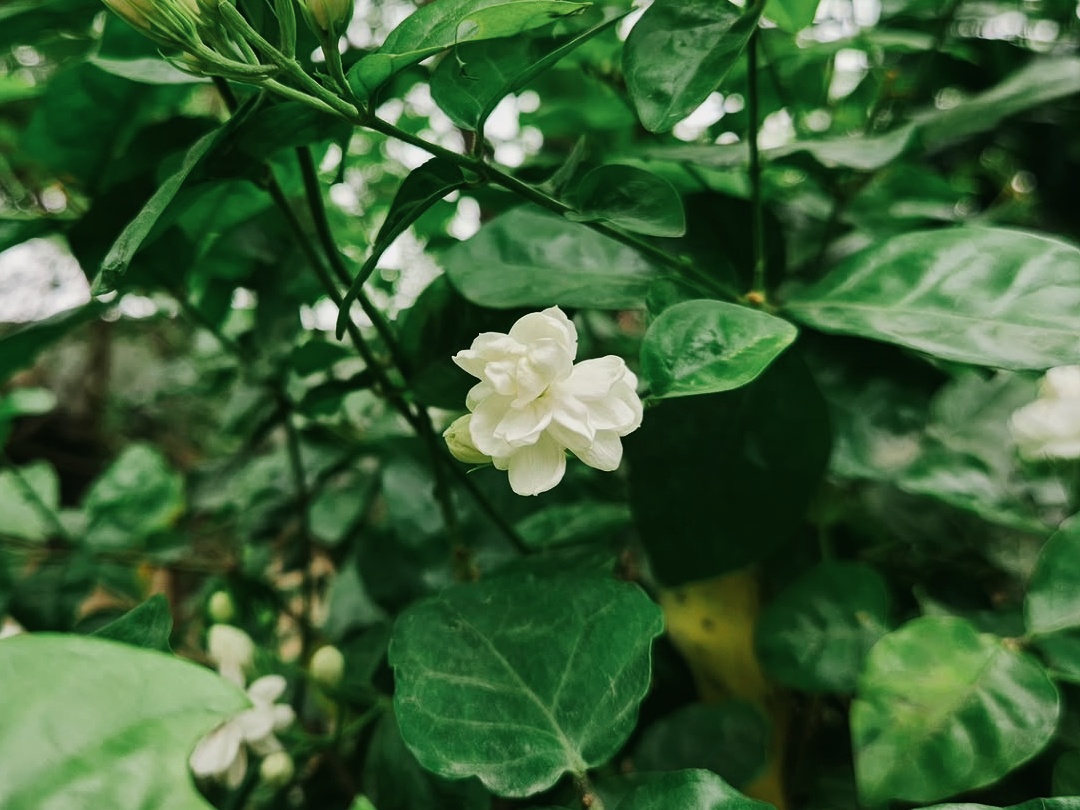 1000178191.jpg