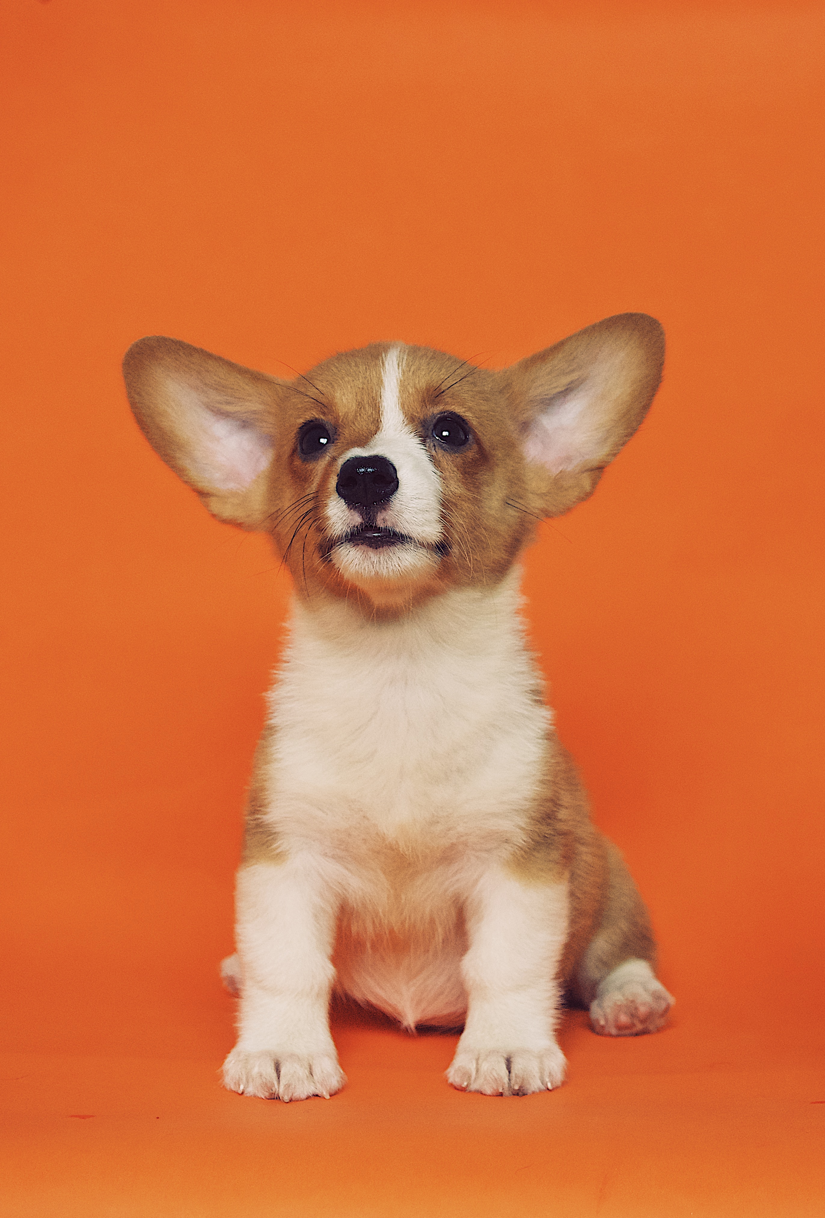 under.dog