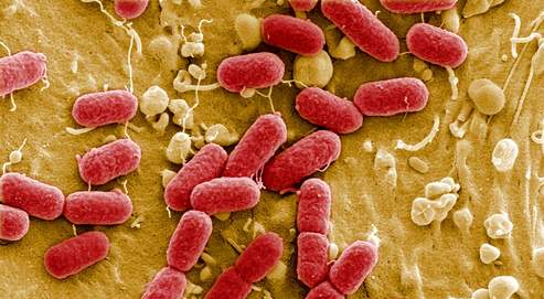 e.coli.jpg