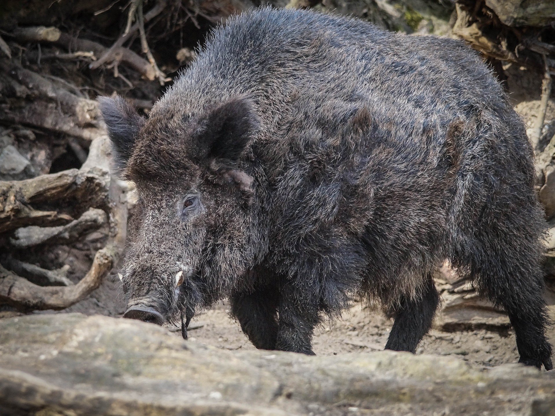 wild-boar-2031690_1920.jpg