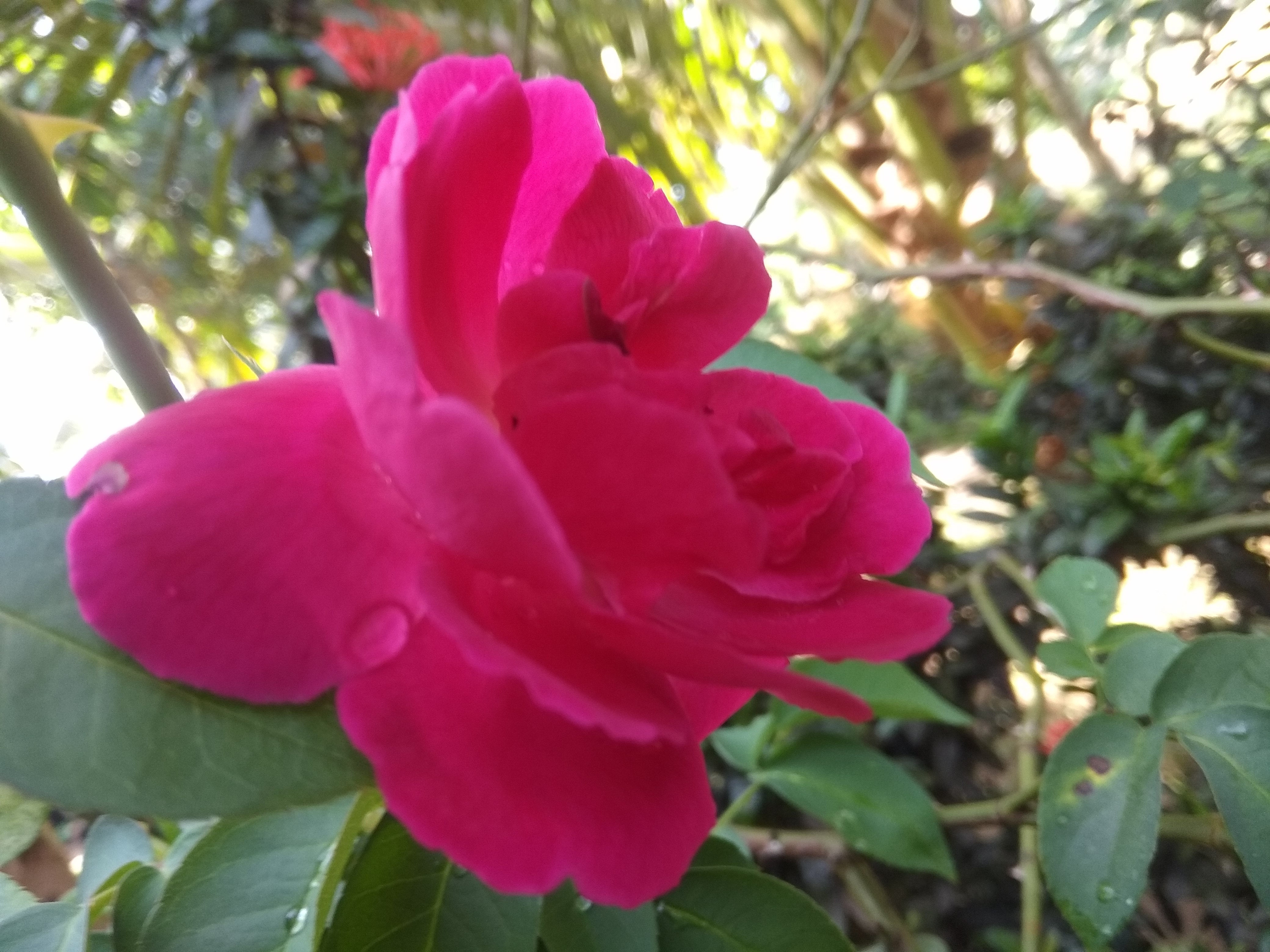 IMG_20210419_083824.jpg