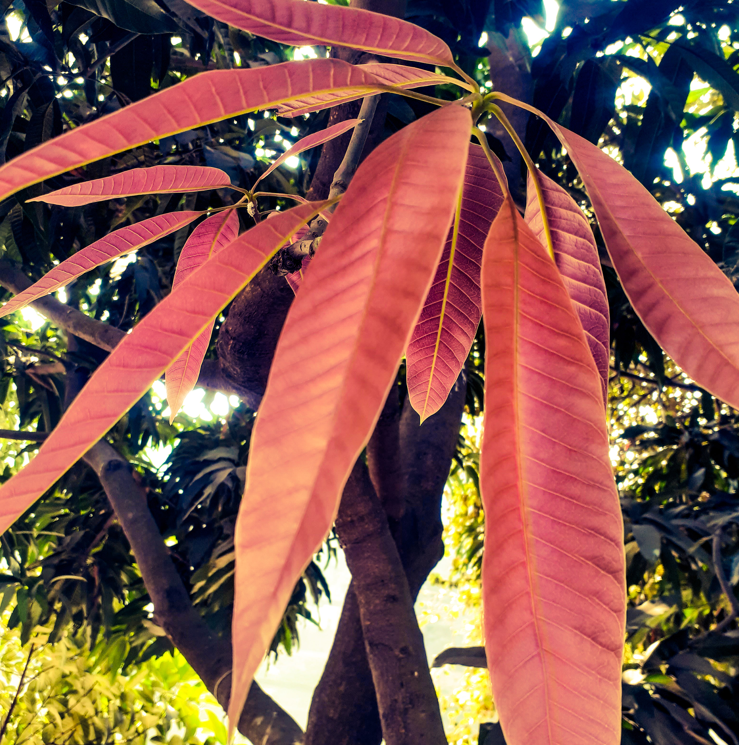 PSX_20210201_151318.jpg