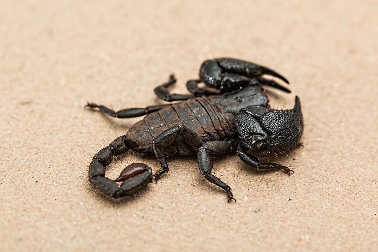 scorpion-1001742_1280.jpg