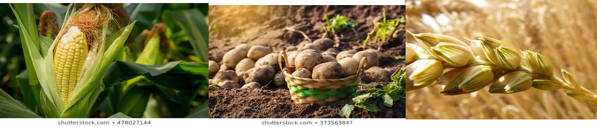 Imagen1.png