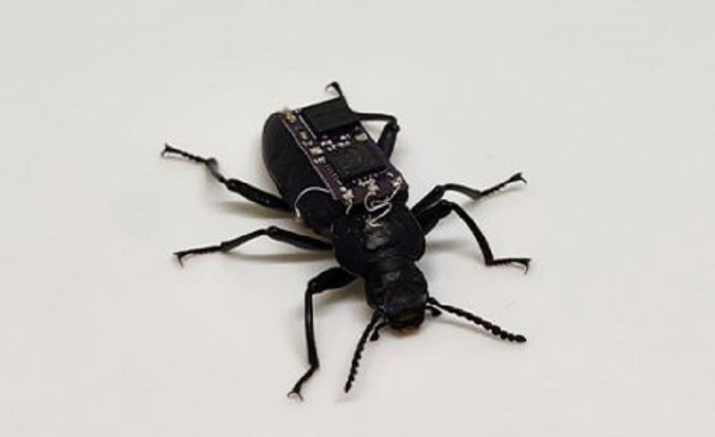 The first Insect Cyborg.