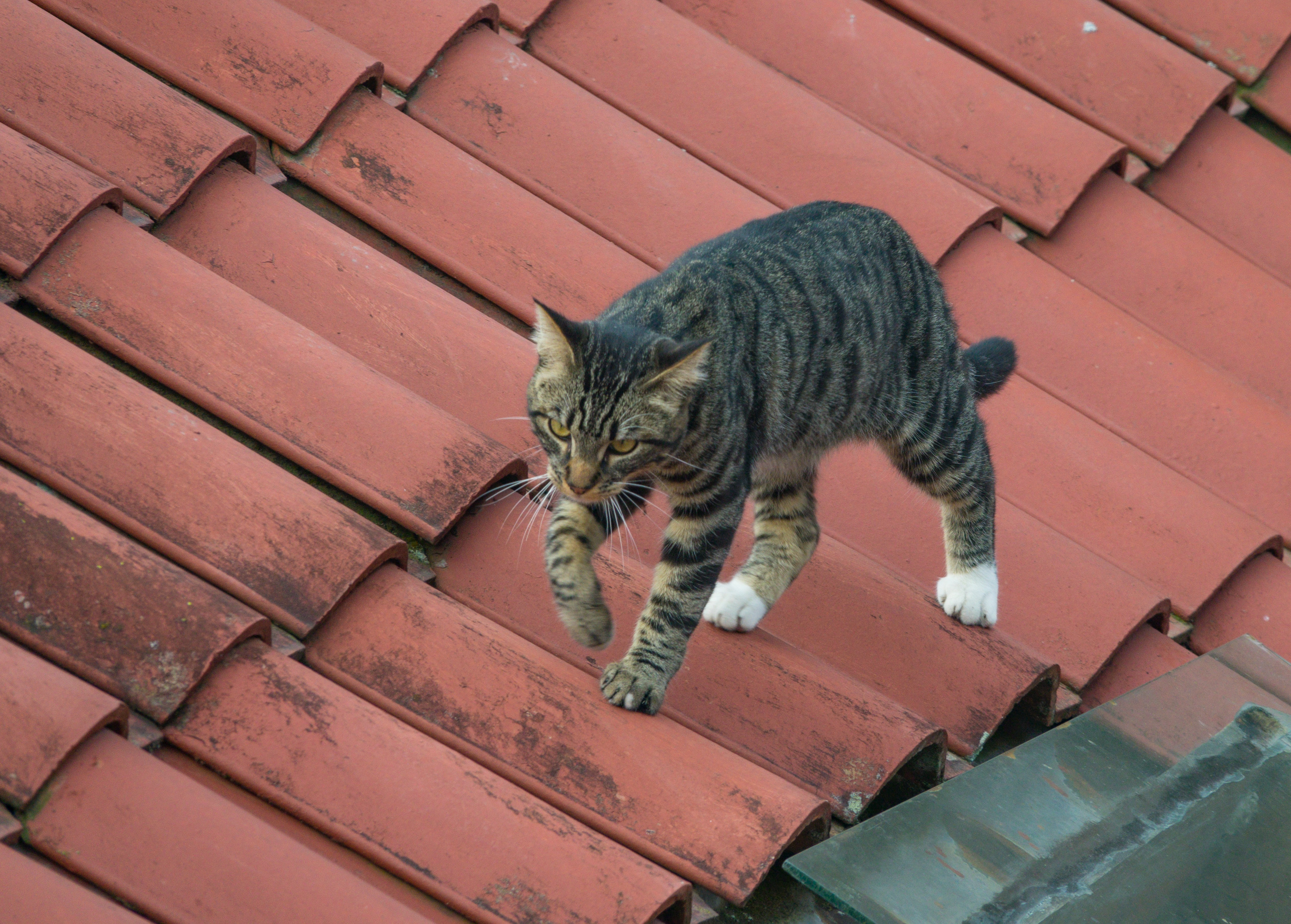 Кот на крыше. Кошка. Кошки на крыше. Кот на черепичной крыше. Животные на крыше.