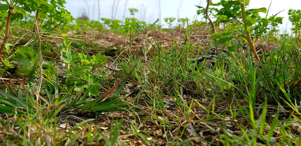 lock Down and my nature photos