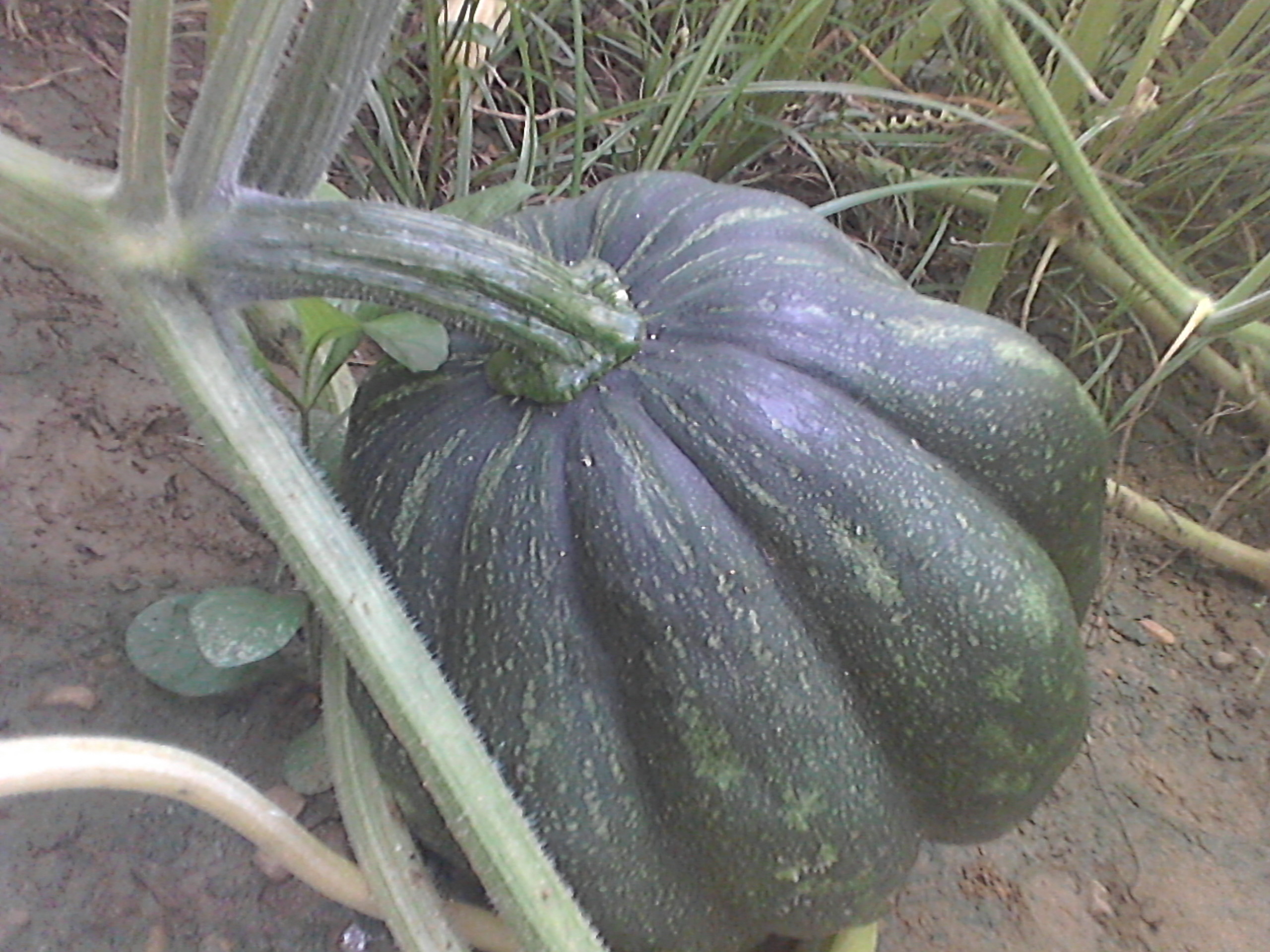 IMG_20201006_101748.jpg