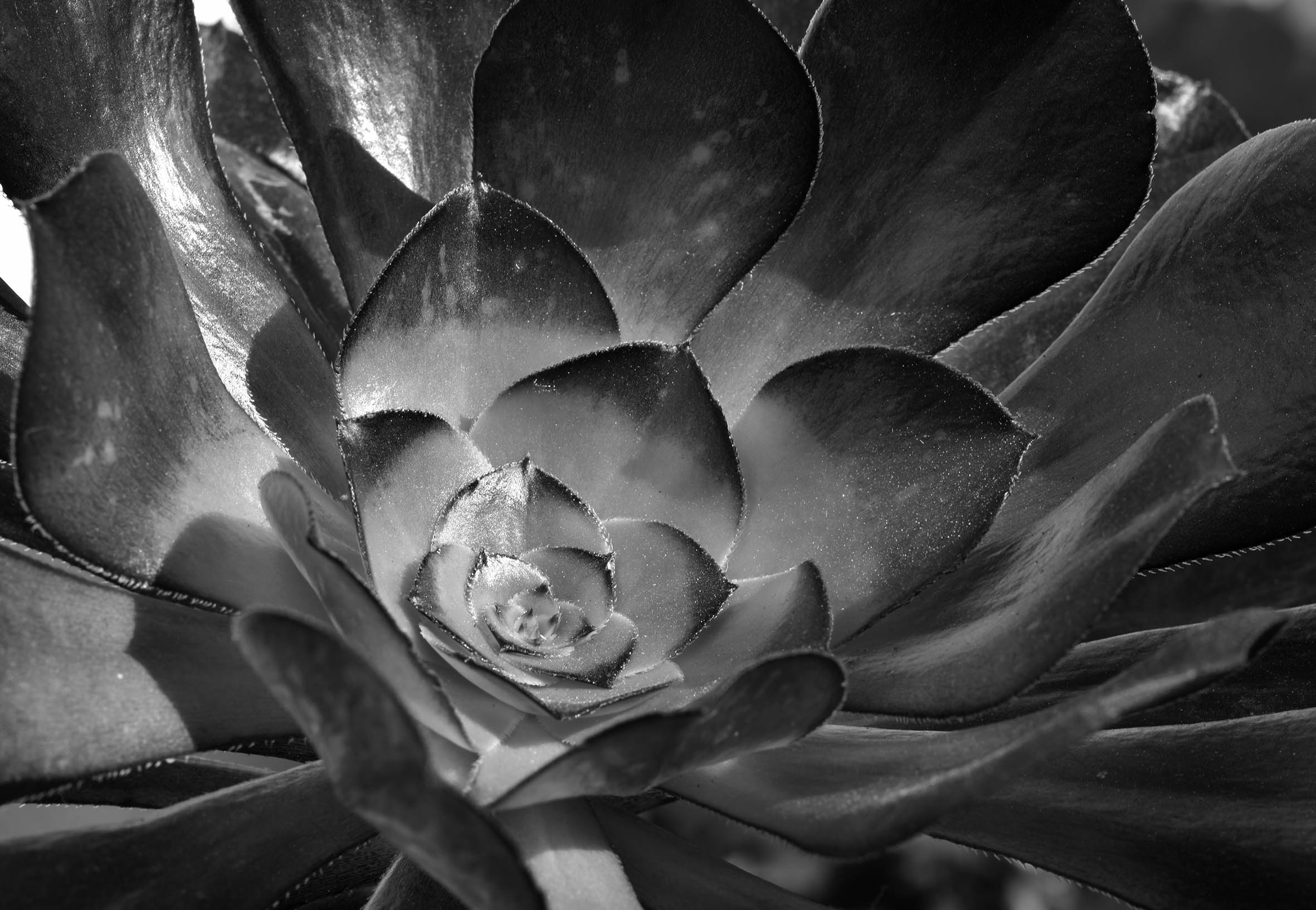 Aeonium black bw.jpg