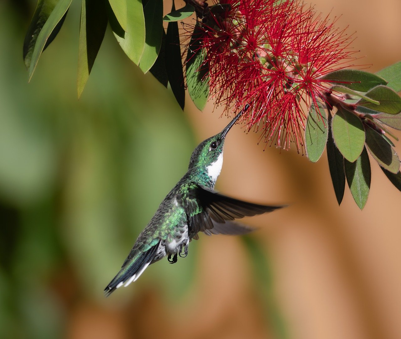 bird-8733716_1280.jpg