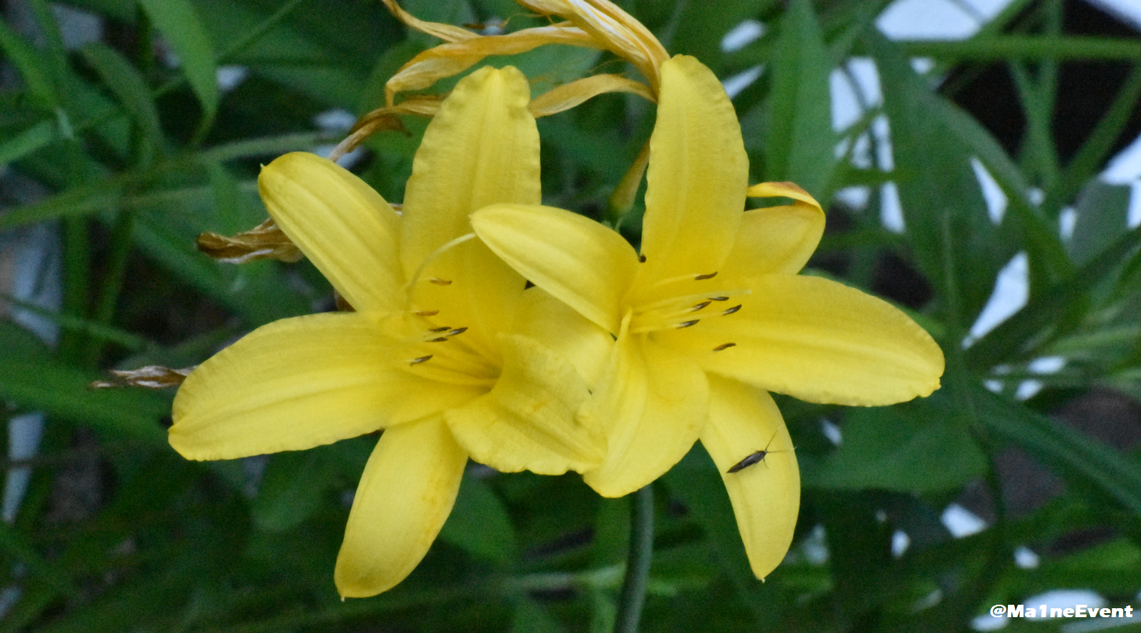 bugflower2.png