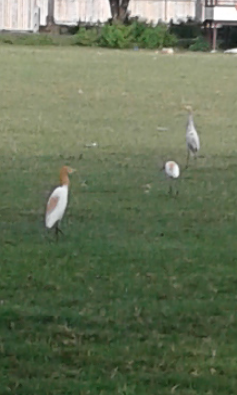 Burung Bangau Partiko