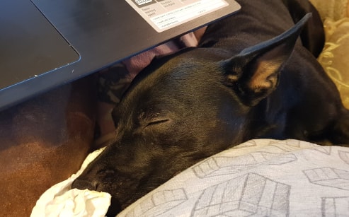 Luna asleep.jpg