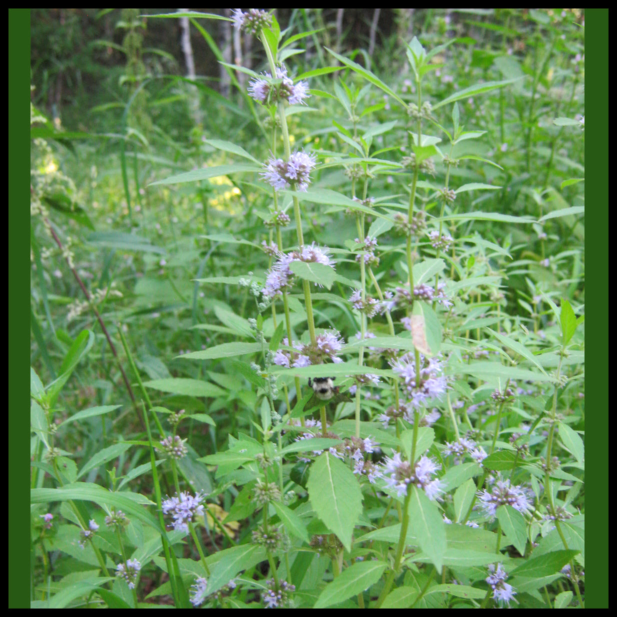 bumble bee in wild mint.JPG