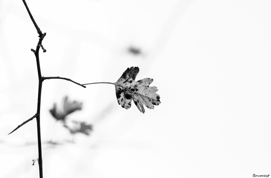 DSC_1041-2-2-ST.png