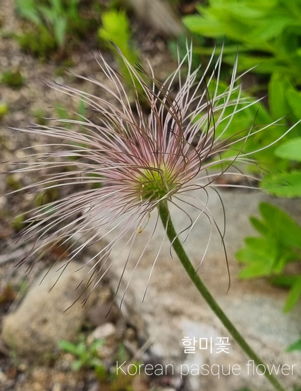 SmartSelect_20210430-144318_Gallery.jpg