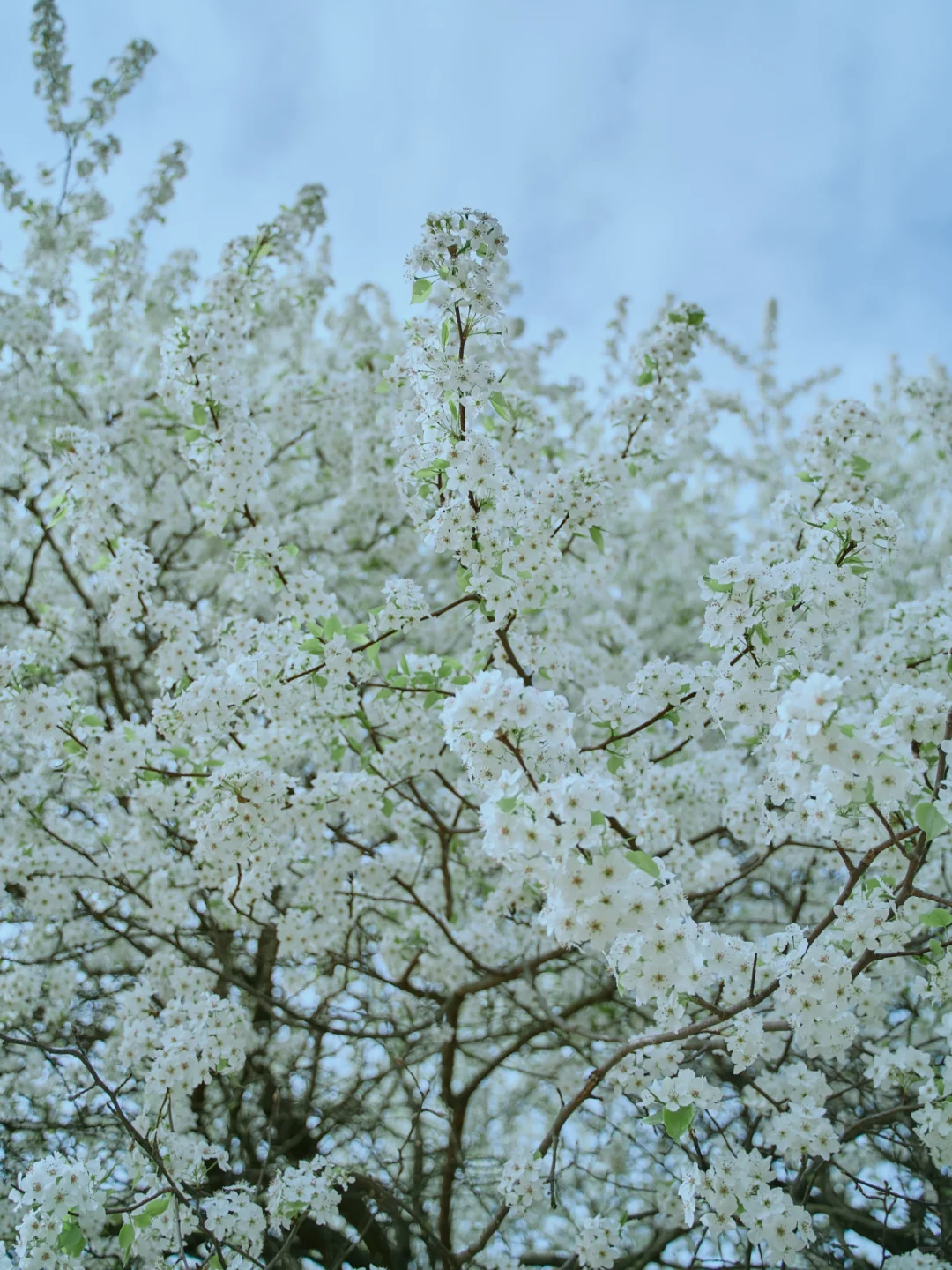 156.webp
