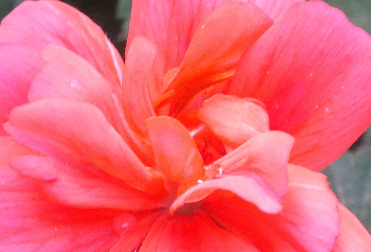0775-Geranium.jpg