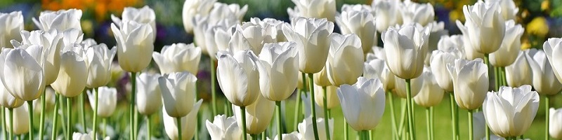 tulips-3406530_960_720.jpg
