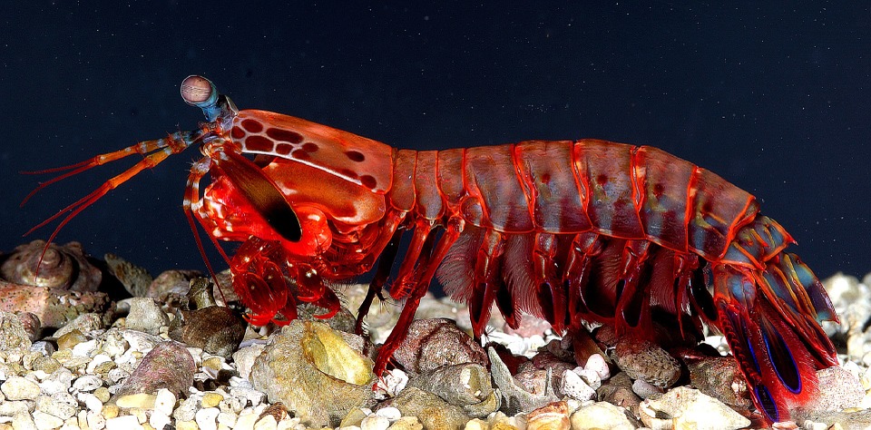 mantis-shrimp-587725_960_720.jpg