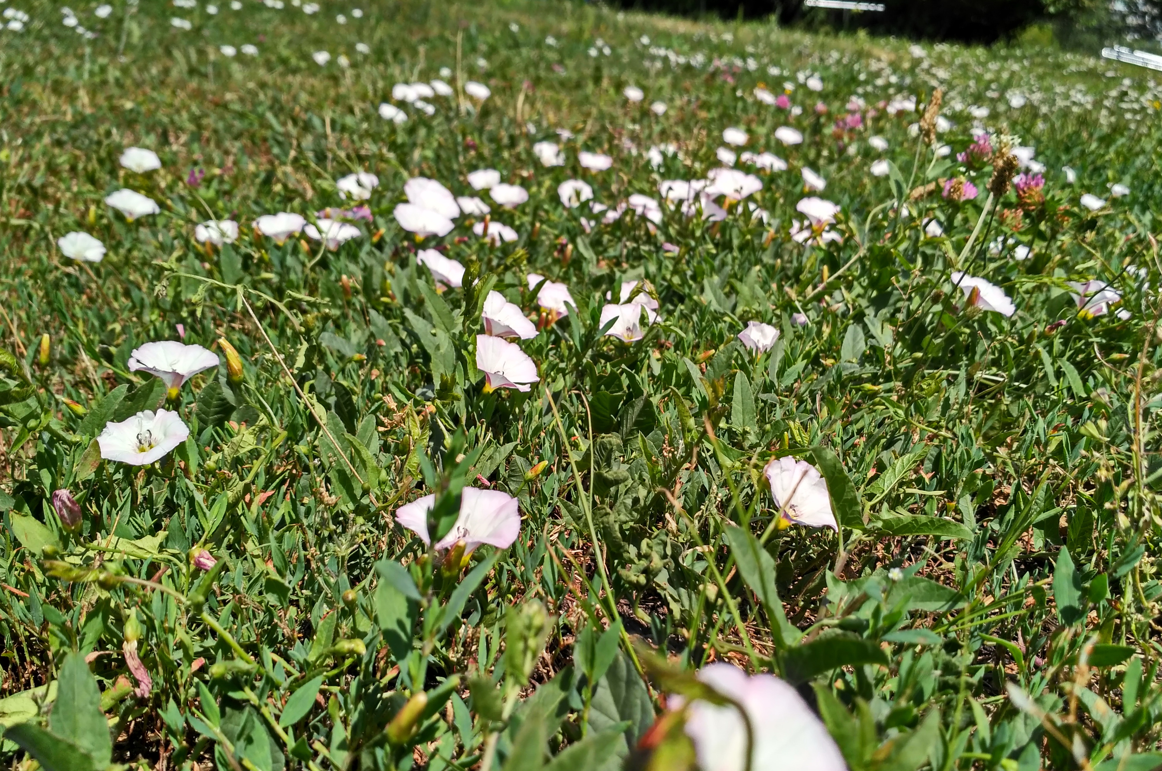 IMG_2019-06-19_110125_HDR.jpg