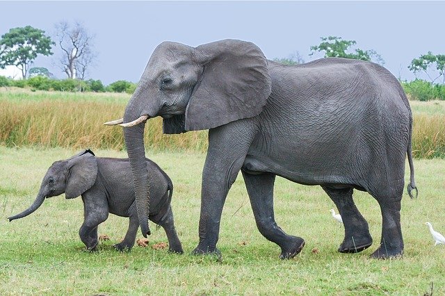 elephant-2923916_640.jpg