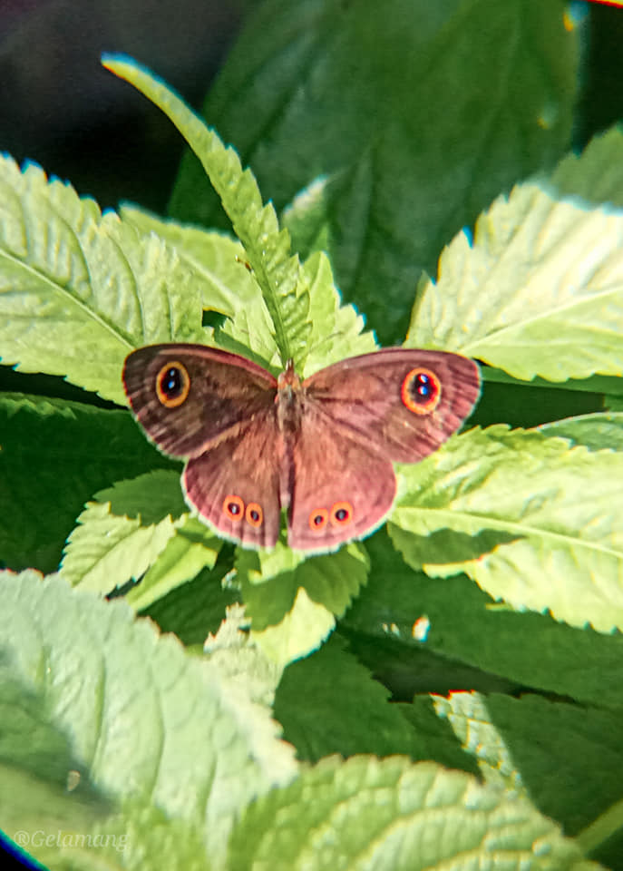 Kupu Kupu Yang Cantik Ferizam Steem Goldvoice Club