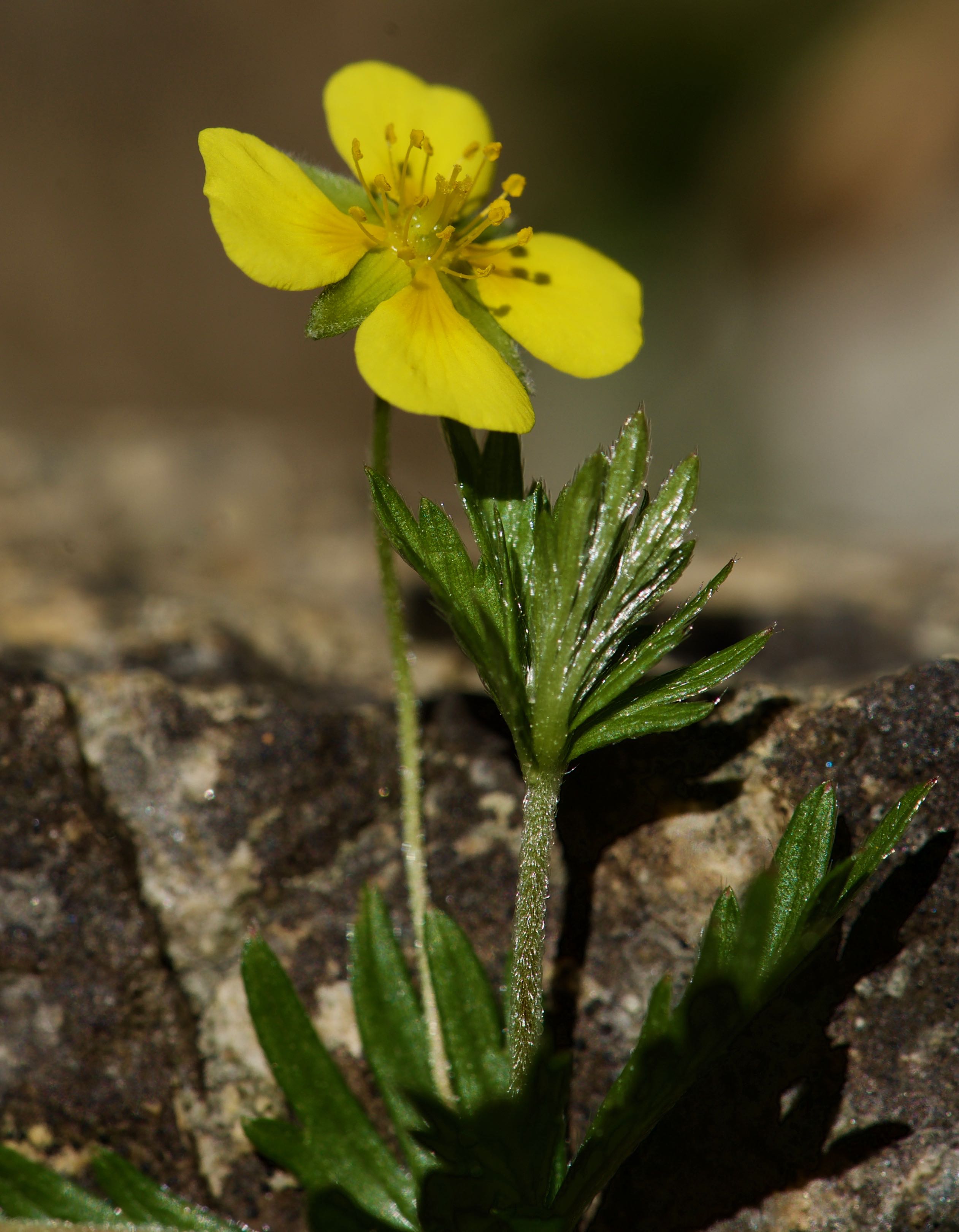 DSC_4305.jpg