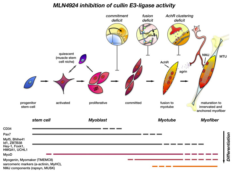 cullin_article_jordan_schematics.jpg