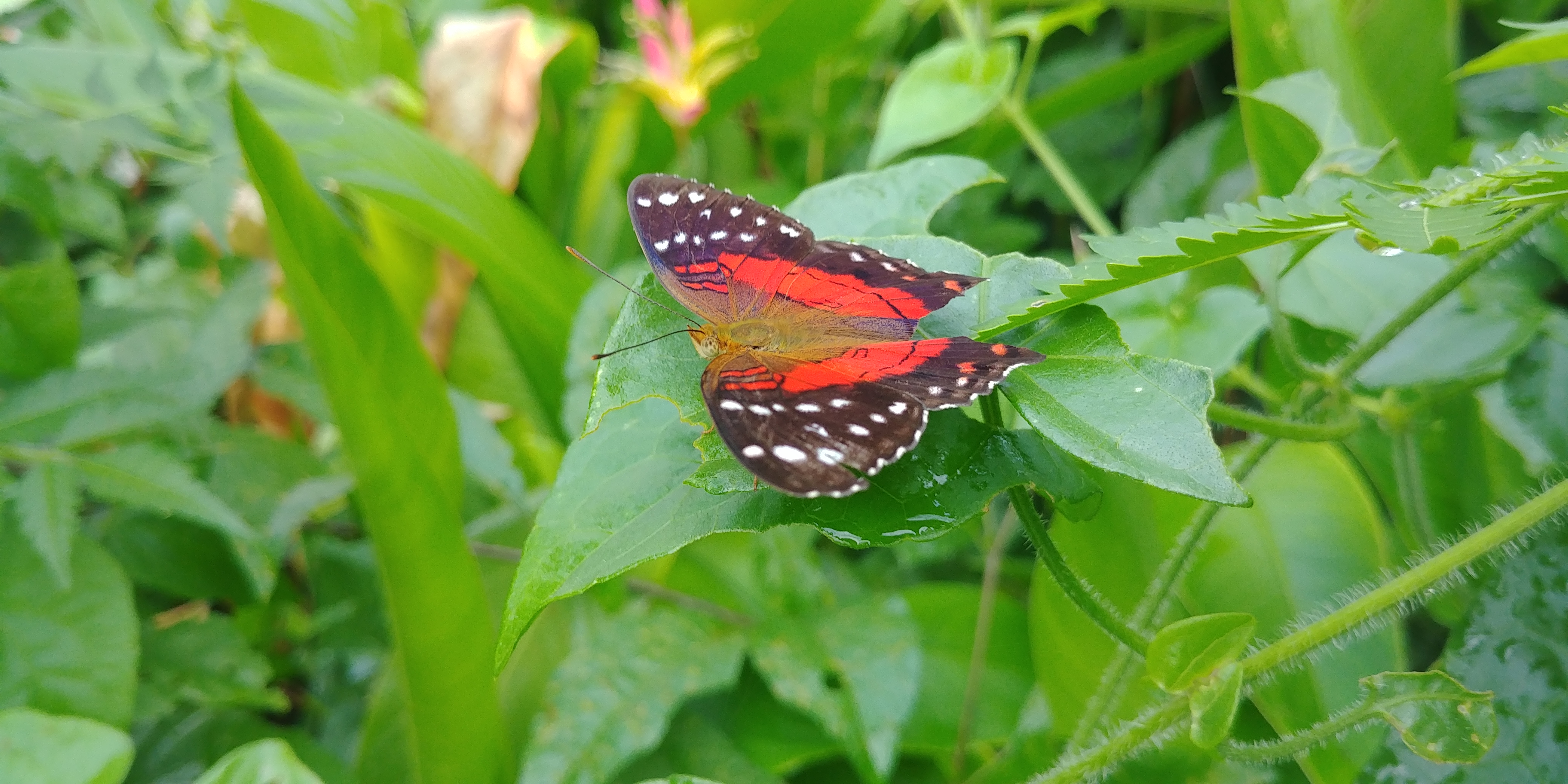 20190809_082643.jpg