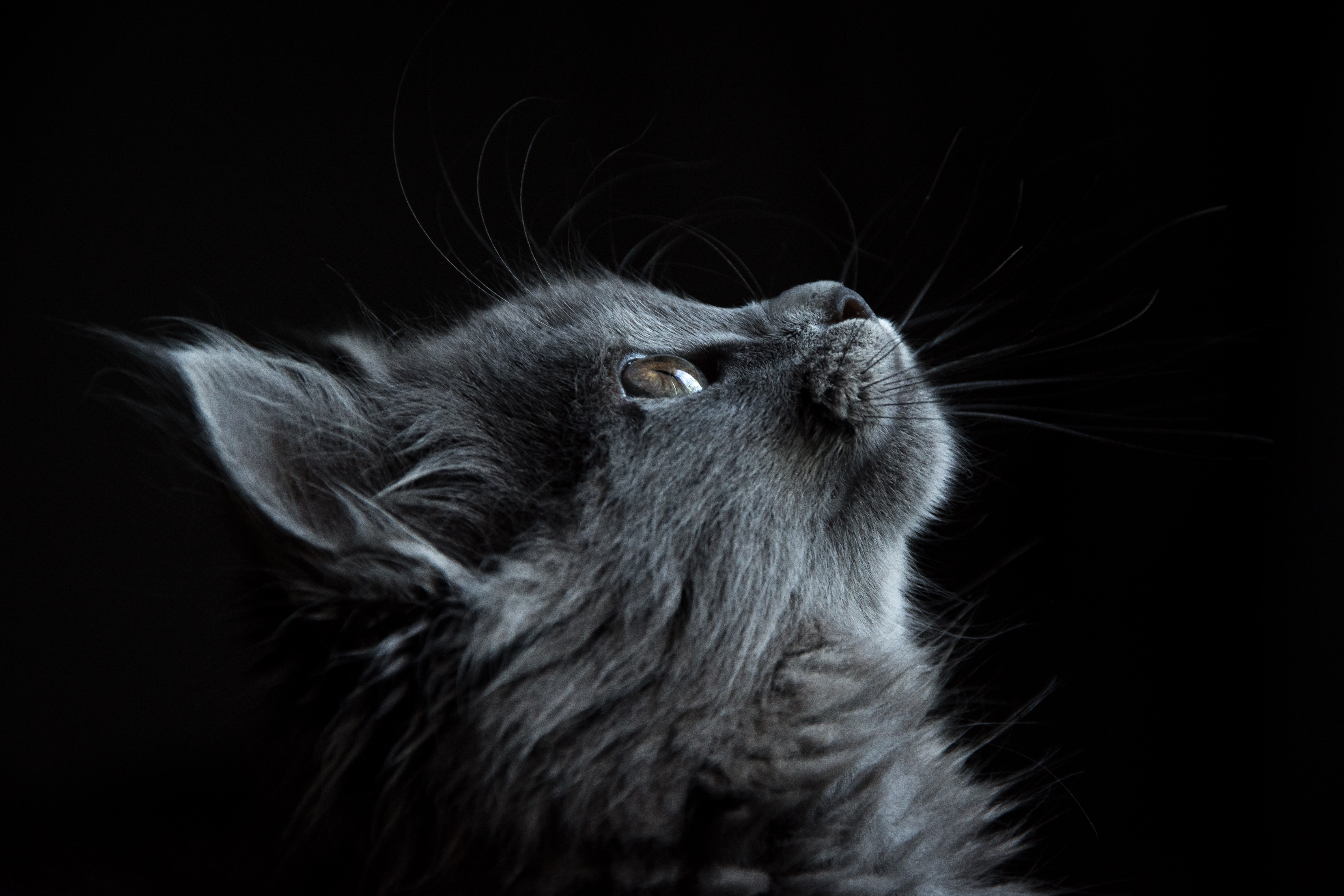 adorable-animal-cat-730896.jpg