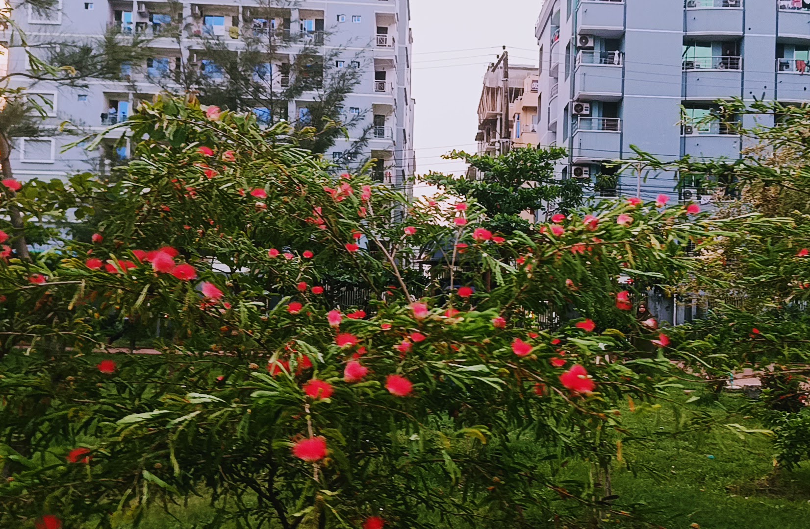 IMG_20260601_181319.jpg