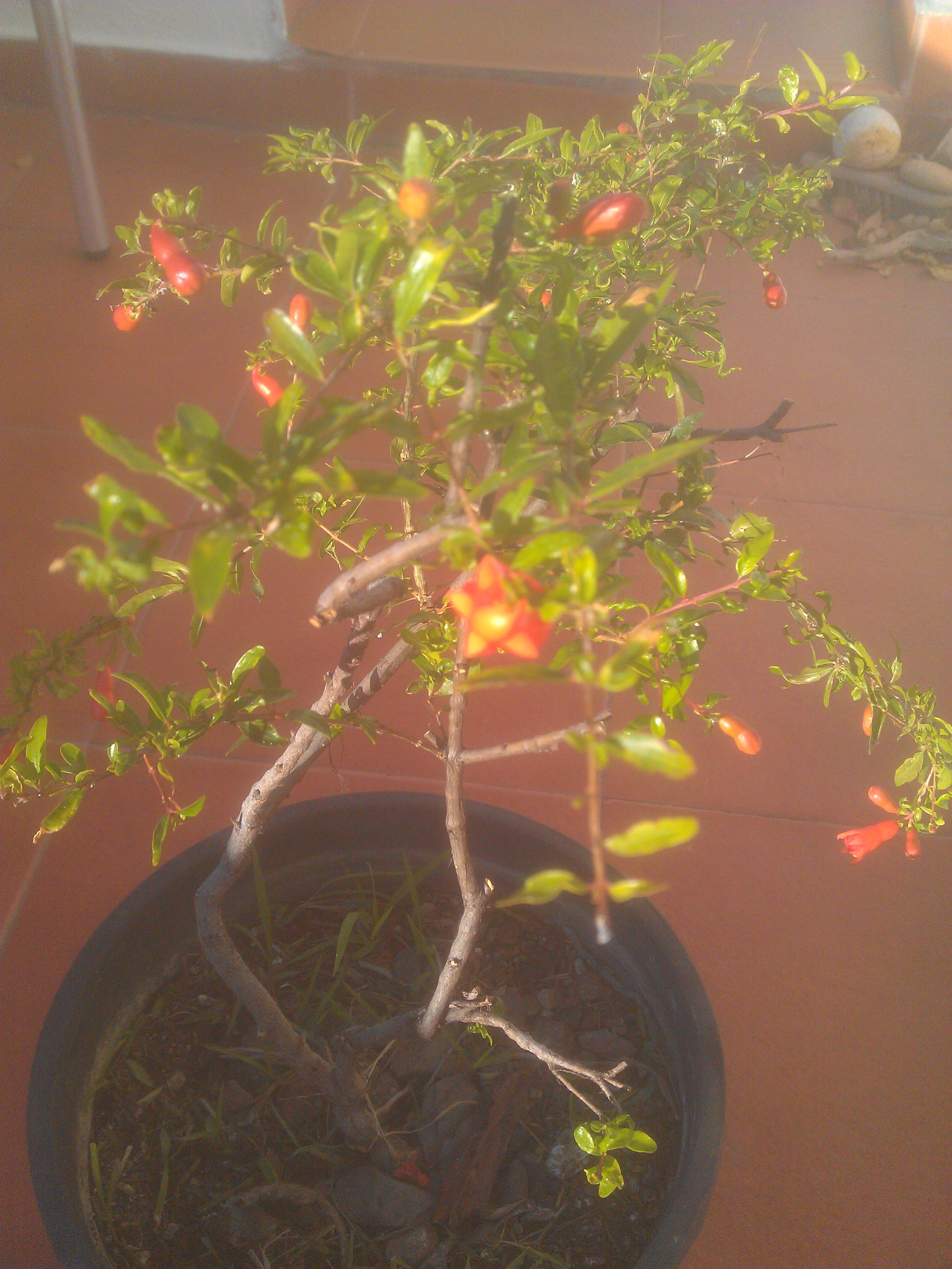 IMAG0435.jpg