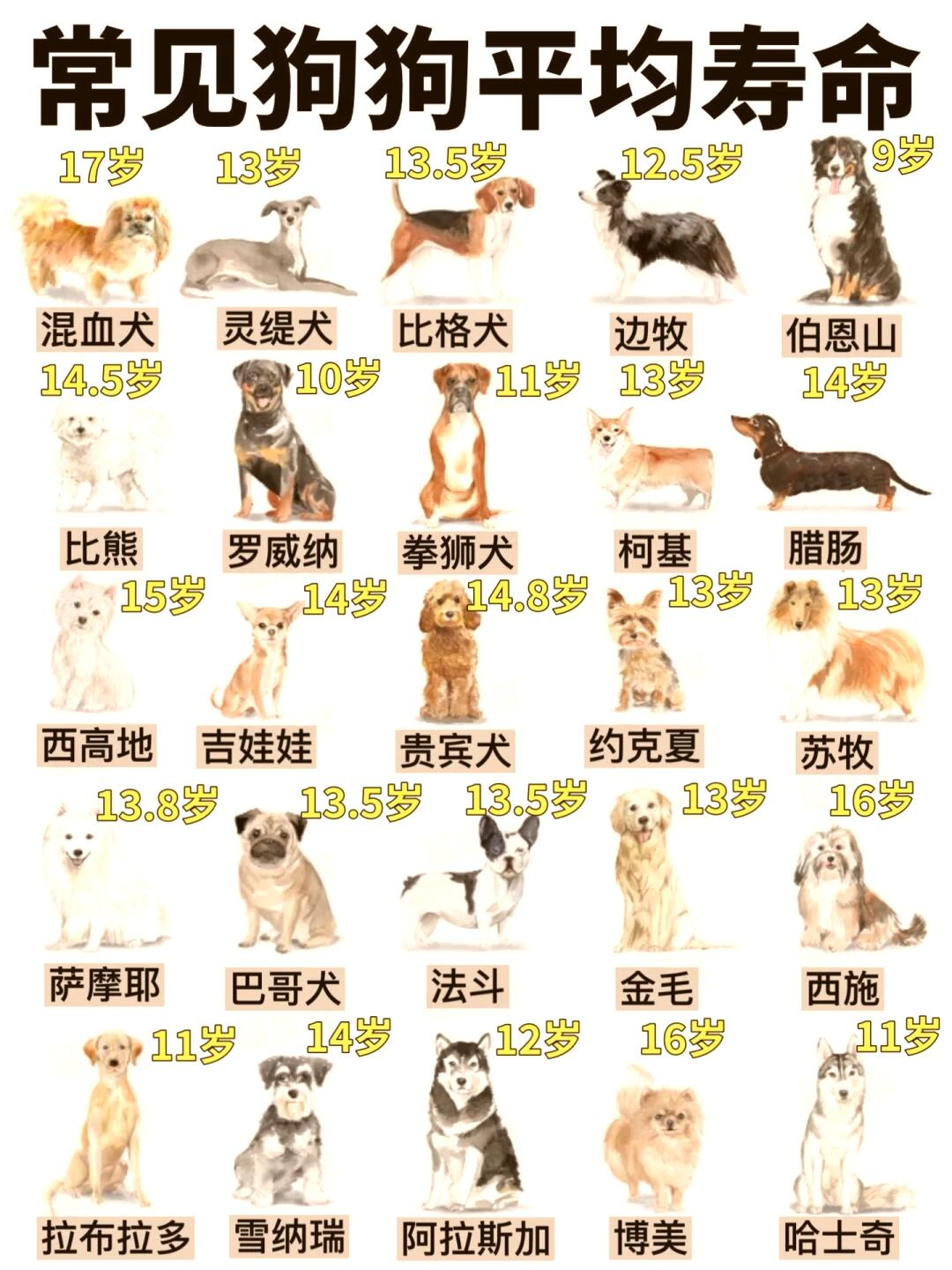 百搭泰迪犬！这20种混有泰迪血统的狗狗，每一只都超萌！_搜狐网, image size:1080x1440