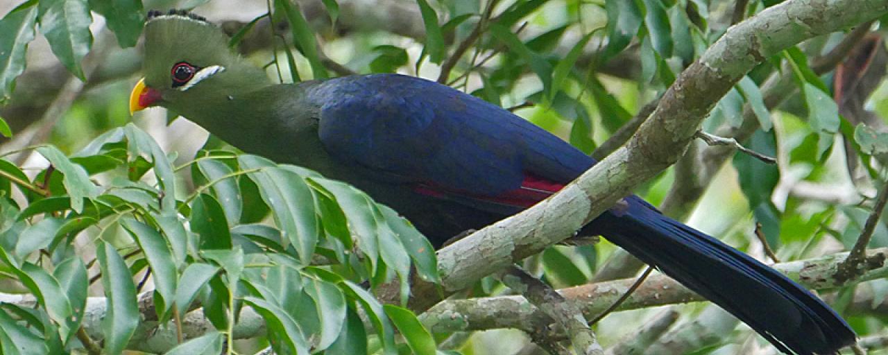 cover-kakum-yellow-billed-turaco-nik-borrow.jpg