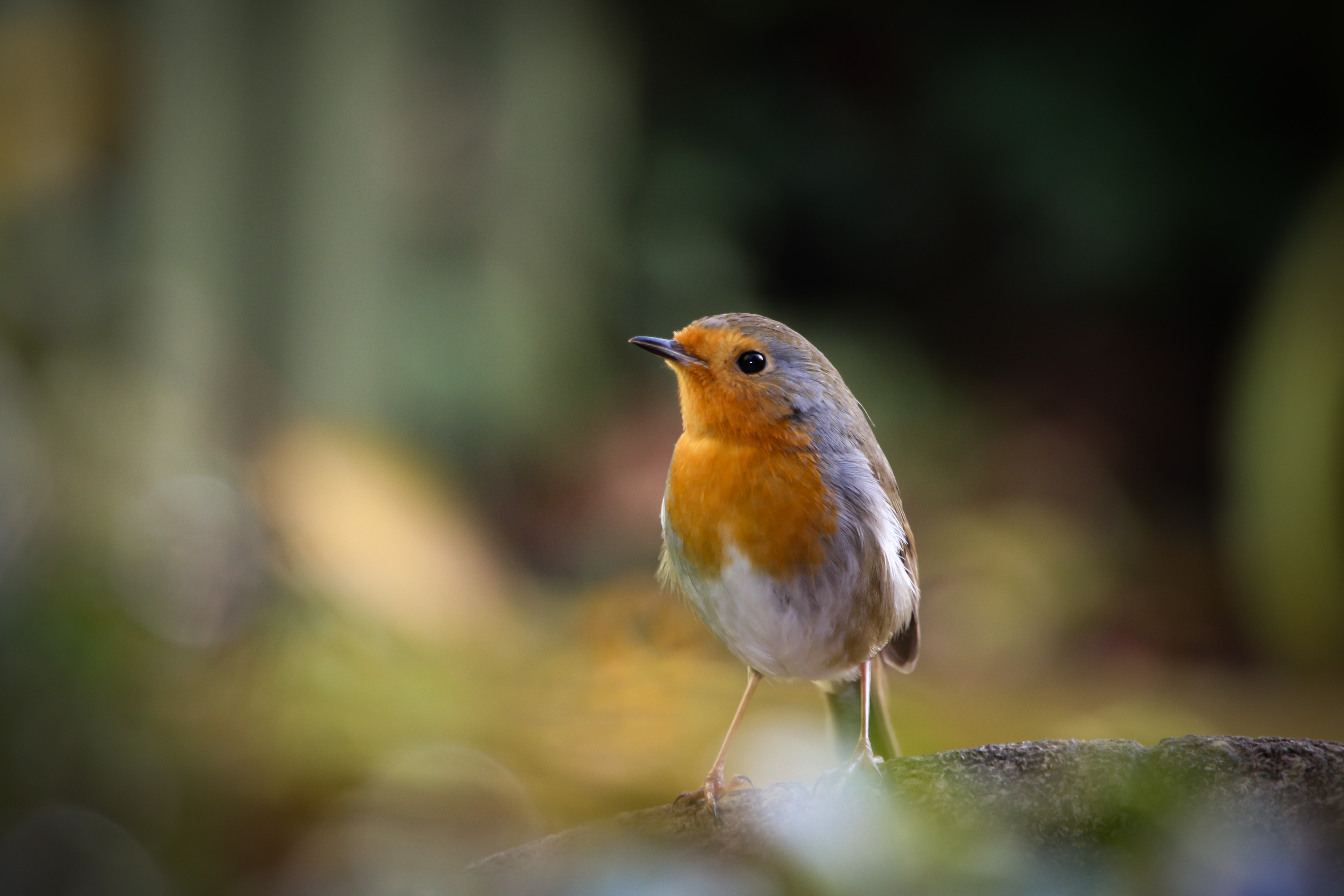 american-robin-animal-avian-1324947.jpg