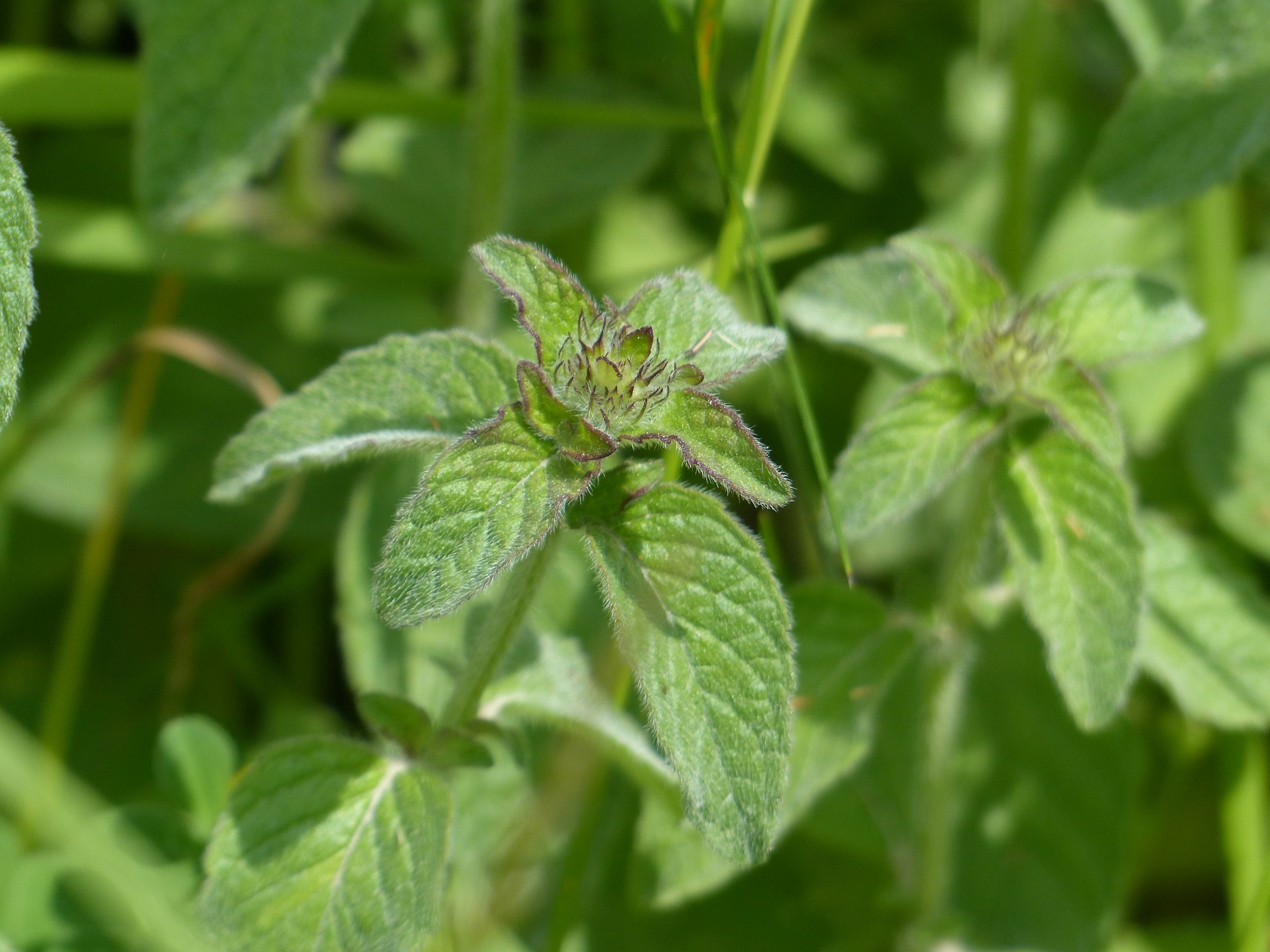 mint-167422_1920.jpg
