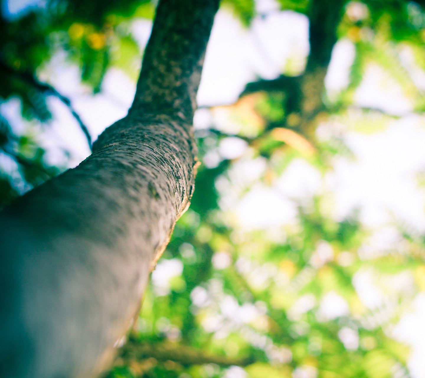 tree_bokeh.jpg