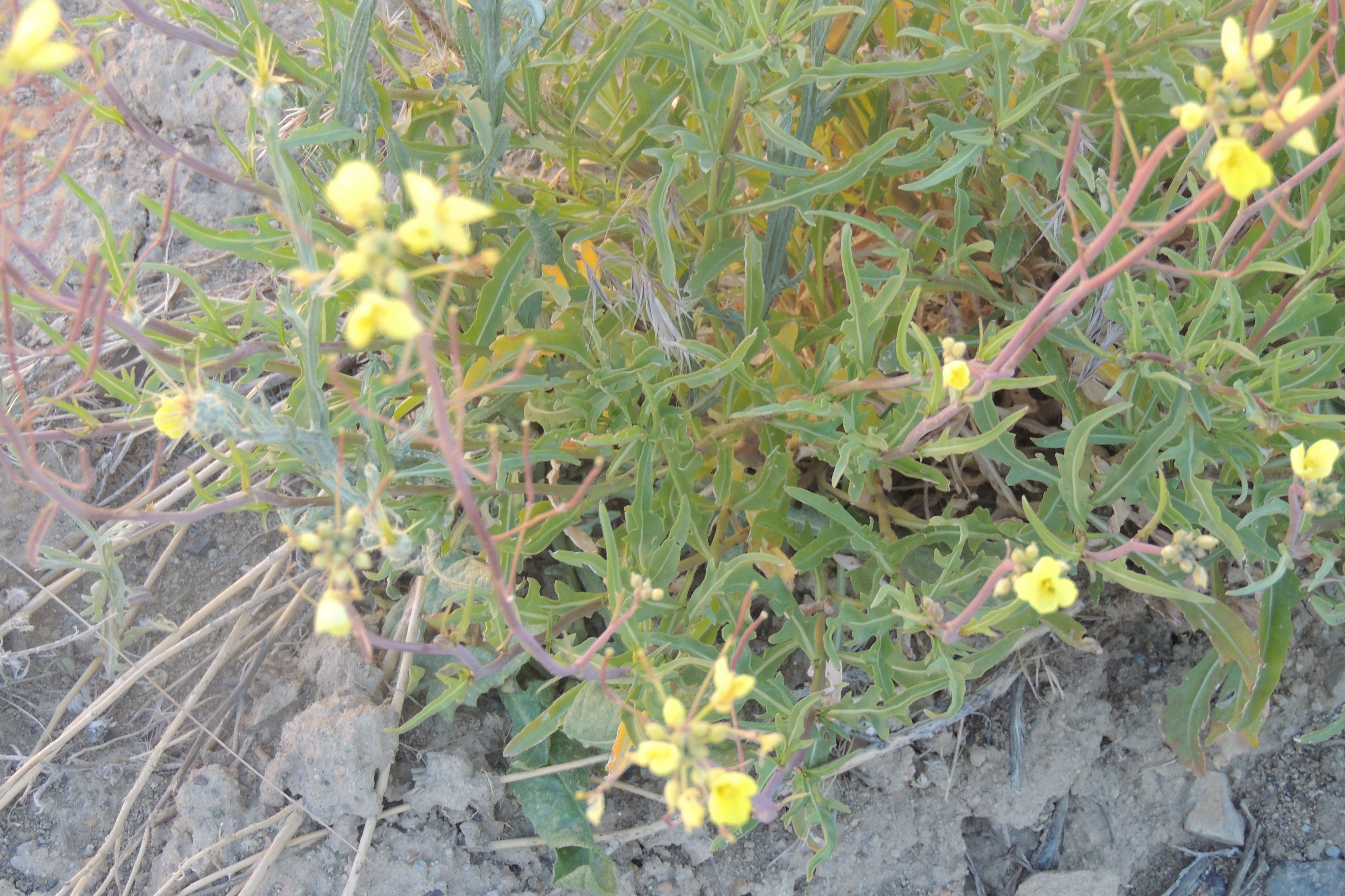 V.Anagostura enero2019 074.JPG