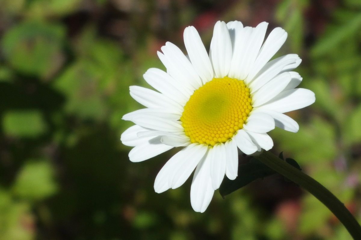 0775-Daisy.jpg