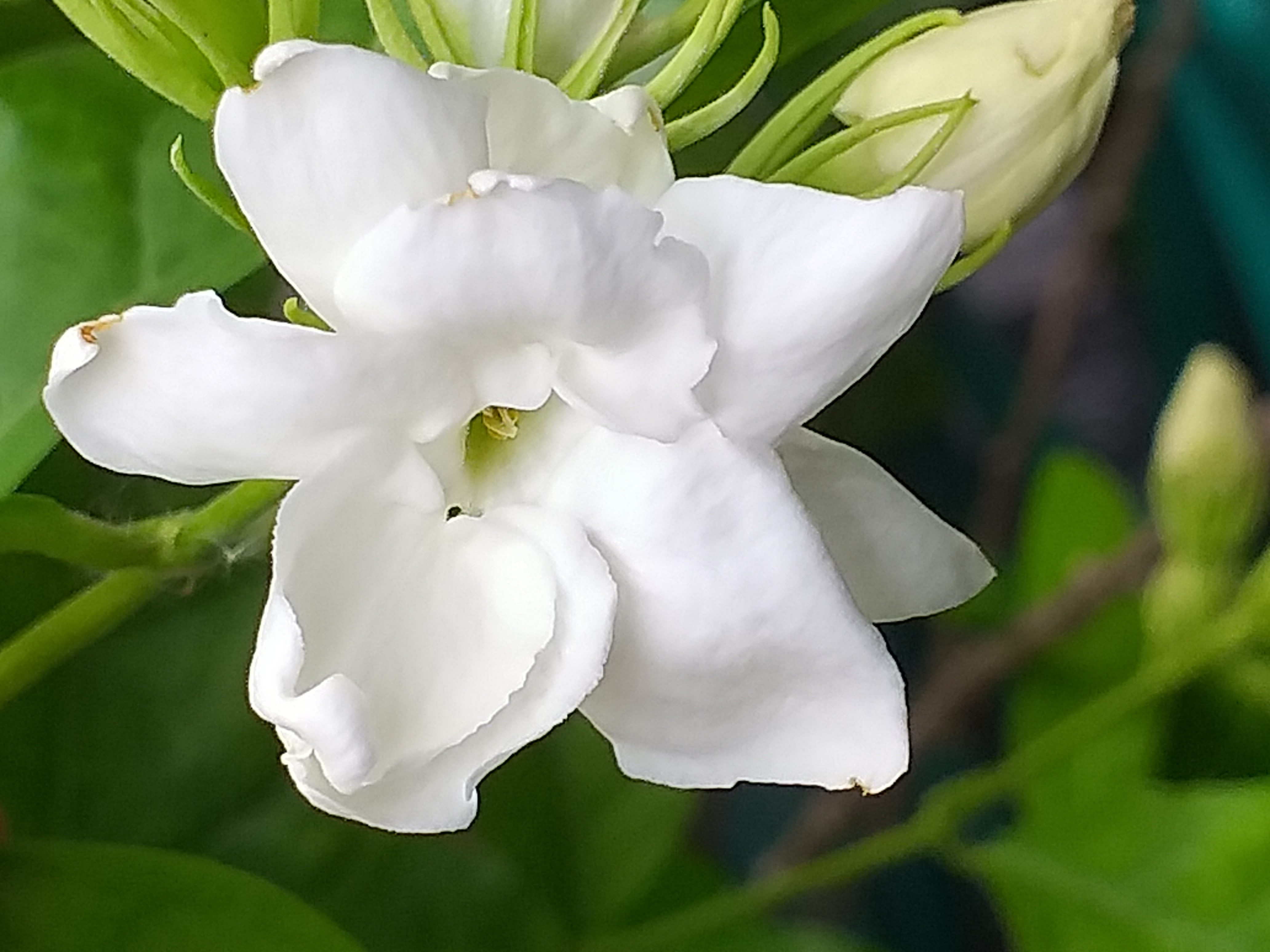 my garden503.jpg
