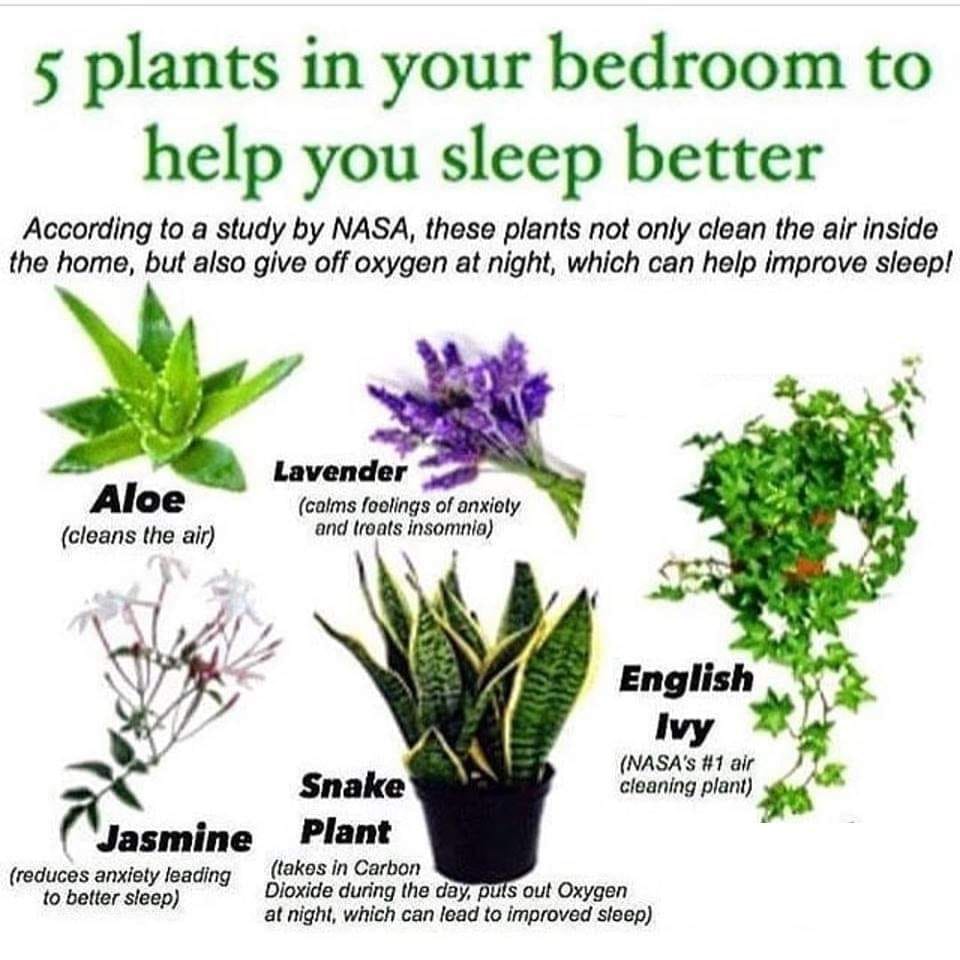 Indoor plants that will help you sleep better