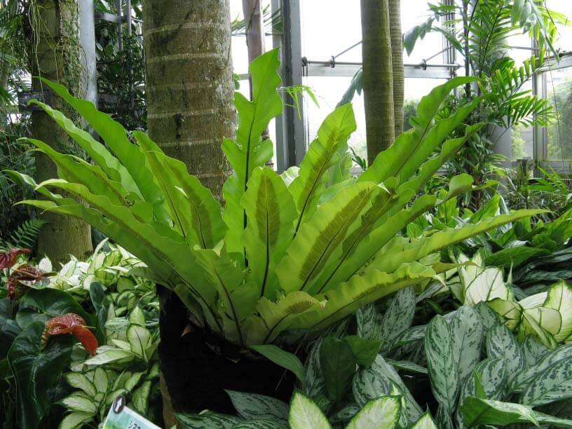 asplenium_nidus.jpg